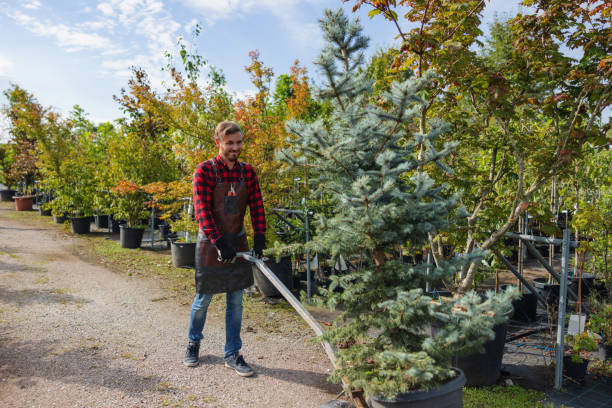 Best Weed Control  in USA